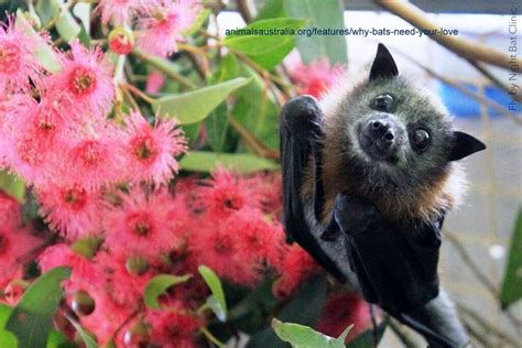 5 reasons everyone should care about Australia’s Flying-foxes Fruit bats Megabats