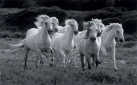 White Stampede | Horses, White horses, Horse wallpaper