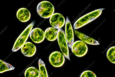 Euglena sp. protists, light micrograph - Stock Image - C052/5192 ...