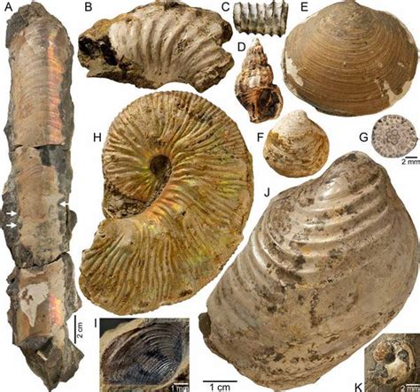 Épinglé sur Fossils