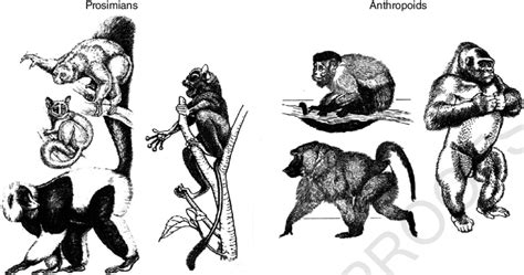 Examples of prosimians and anthropoids belonging to the six ...