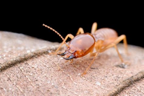 Premium Photo | Close up termites worker on dried leaf