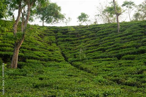 The Most Beautiful Tea Gardens in Bangladesh to visit Stock Photo ...