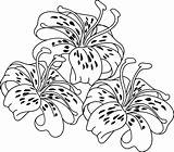 Lily Flower Coloring Pages  Coloring Home sketch template