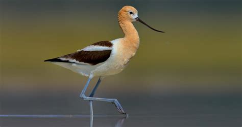 American Avocet Range