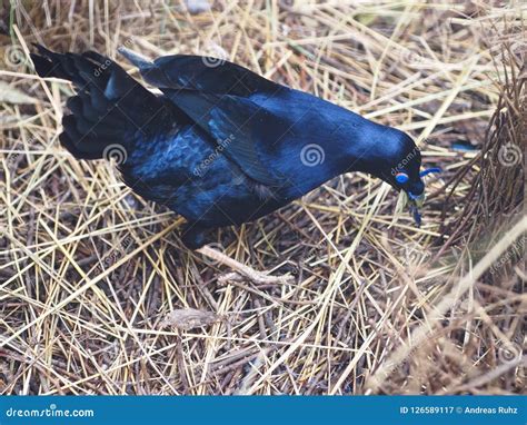 Energetic Male Satin Bowerbird Collecting Blue Objects. Stock Image ...