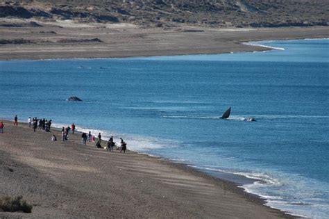 Full Day Tour to Península Valdés and Estancia San Lorenzo with Whale ...