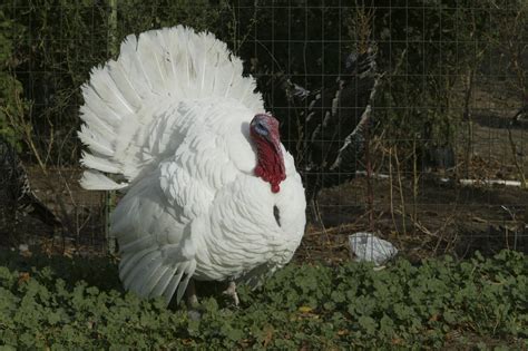 White Holland Turkey - The Livestock Conservancy