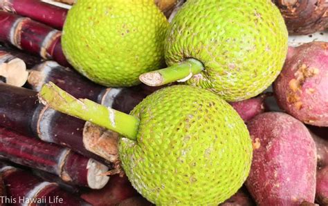 Breadfruit in Hawaii - This Hawaii Life