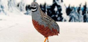 Quail Facts about The Old World and New World Quail