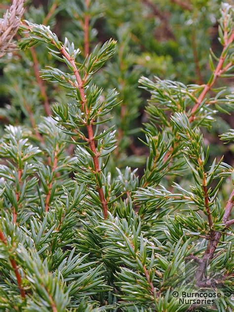 Juniperus from Burncoose Nurseries