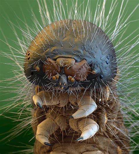 Micro-monștri | Microscopic photography, Electron microscope, Insects