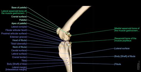 Stifle joint anatomy of the dog - normal anatomy | vet-Anatomy