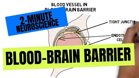 Anatomy Of Blood Brain Barrier - Anatomy Book