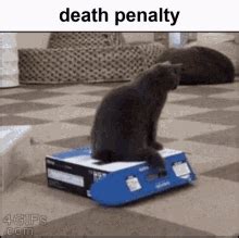 Cat Box GIF - Cat Box Cute - Discover & Share GIFs