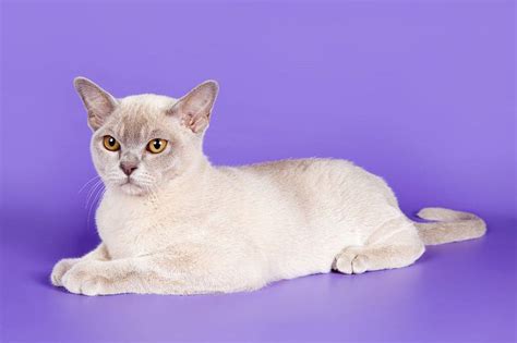 Burmese cat price & cost range. Burmese kittens for sale price list ...