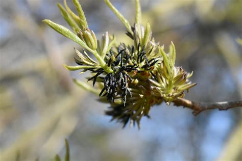 Eucommia ulmoides - Cambridge University Botanic Garden