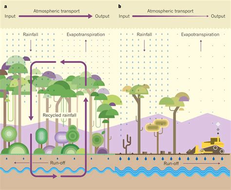 Effects - Deforestation