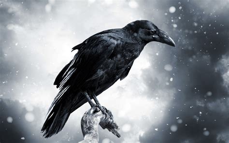 cool Crows Free Download Image | Raven bird, Pet raven, Black bird