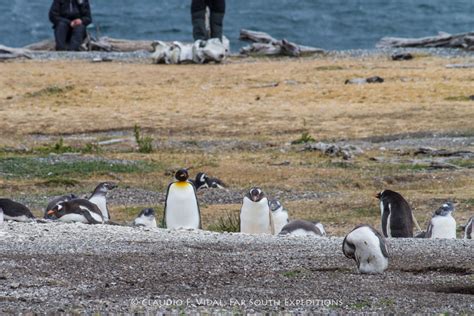 Ushuaia nature tour | Beagle Channel Estancia Harberton | Far South Exp