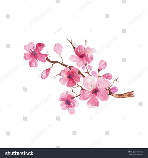 Branch Cherry Blossom Watercolor Painting Stock Illustration 369856775 | Shutterstock