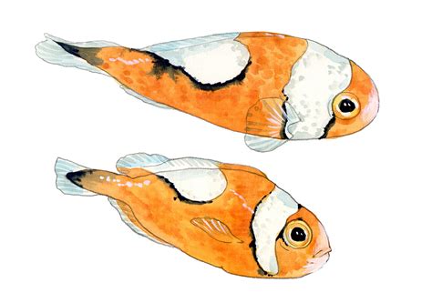 Quick sketches of fish in watercolor :: Behance