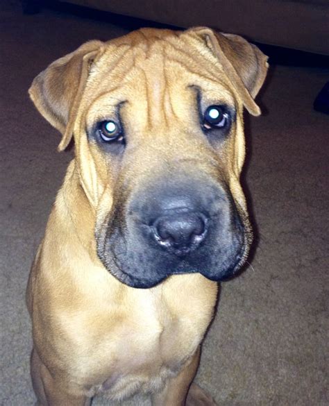 Pitbull Sharpei mix | Shar Pei ^_^ | Pinterest