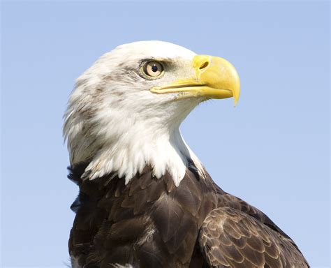 Bald Eagle Facts: Animals of North America - WorldAtlas