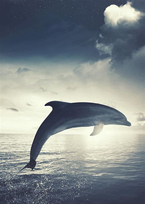 Dolphin jumping out of water art Mixed Media by William Ng - Pixels