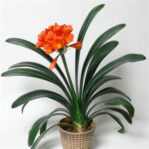 Clivia miniata