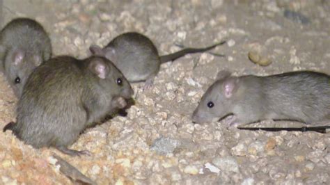 Expert explains why there are so many rats in Downtown San Diego | cbs8.com