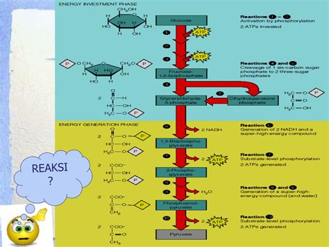 PPT - Metabolisme Karbohidrat PowerPoint Presentation, free download ...