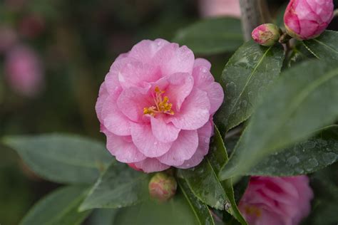 Camellia Spring Festival – Kilmarnock Nurseries