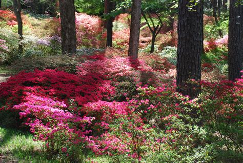 Callaway Gardens | What Grows There :: Hugh Conlon, Horticulturalist, Professor, Lecturer, and ...