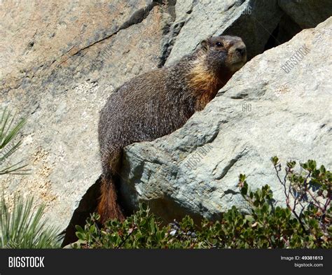 Yellow-bellied Marmot Image & Photo (Free Trial) | Bigstock