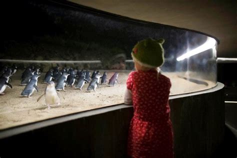 Phillip Island Penguin Parade - getaboutable