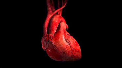 Heart Anatomy Wallpapers - Wallpaper Cave