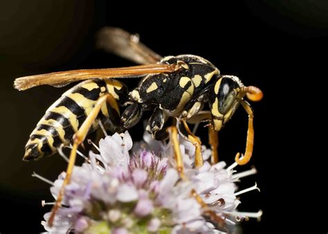 Yellow Jacket Removal: How to Tell Yellow Jackets from Bees | BeeMan ...