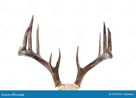 Large Whitetail Buck Antlers Isolated On White Stock Image - Image: 13153135