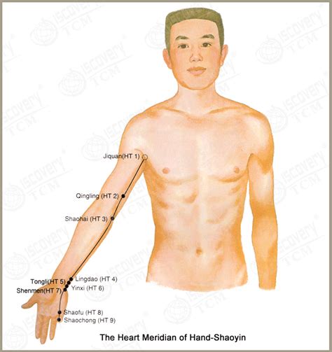 The Heart Meridian of Hand-ShaoYin (HT) | Shiatsu massage, Acupressure treatment, Acupressure