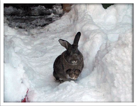 Rabbit running in the snow. | Pet rabbit playing in the snow… | Flickr