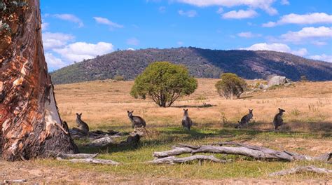 Namadgi National Park