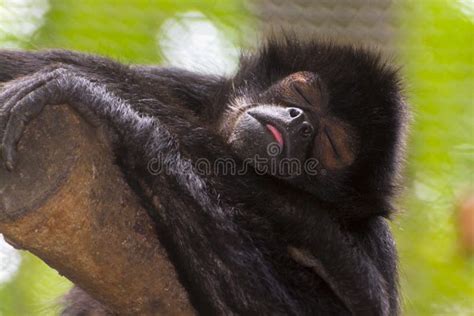 Black-headed spider monkey stock photo. Image of headed - 20446672