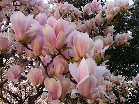 Japanese Magnolia 2. | Japanese magnolia, Blooming trees, Magnolia