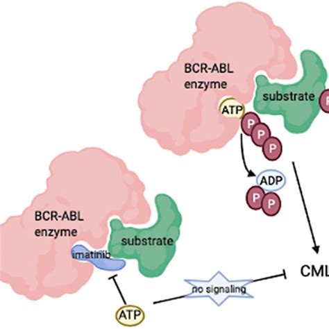 Mechanism of action of Imatinib; Imatinib binds to the ATP binding site... | Download Scientific ...