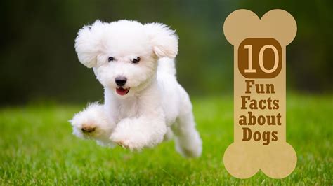 10 Fun Facts about Dogs - YouTube