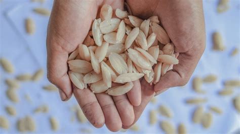 The little-known nut that may save at-risk rainforests - BBC News