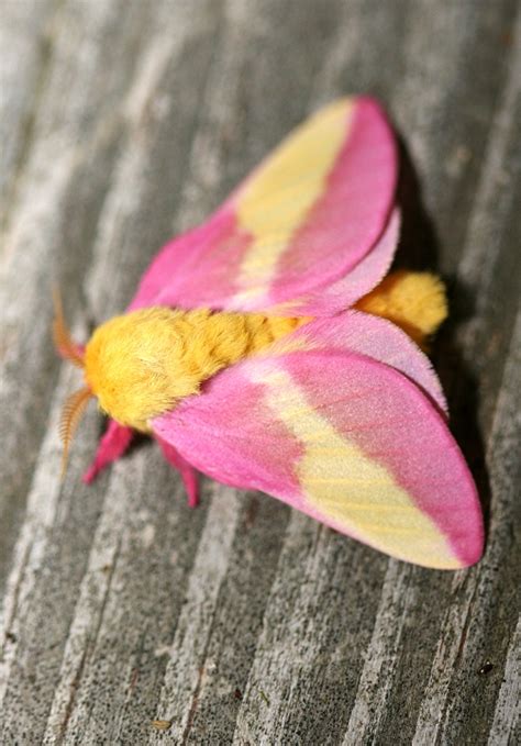 Rosy Maple Moth Facts, Habitat, Diet, Life Cycle, Baby, Pictures