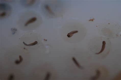 20090613 Tadpole Eggs 090 | Tadpole Eggs | cygnus921 | Flickr