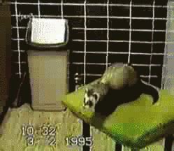 Ferret GIF - Find & Share on GIPHY